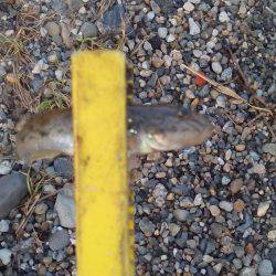 ハゼングからのアジング